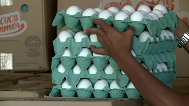Produção de ovos de galinha bate recorde no terceiro trimestre no Brasil