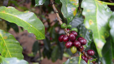 Conab indica que produção de café no Brasil será menor em 2021
