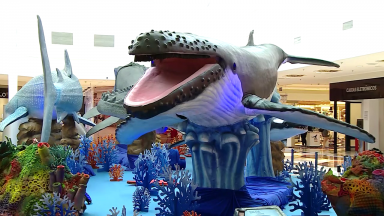 Exposição de réplicas de animais marinhos chama a atenção de visitantes