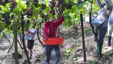 Produção de uvas cresce e safra deve superar 800 mil toneladas em 2021