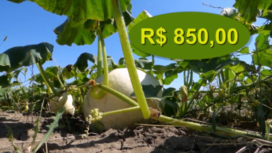 Programa Garantia-Safra ajuda famílias de pequenos agricultores