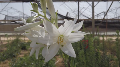 Conheça o Lilium Candidum uma planta rara de Israel
