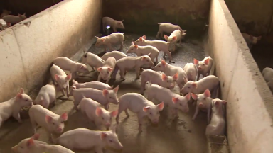Preço alto da carne bovina, faz aumentar consumo de frango e suínos