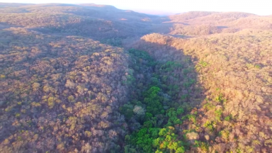 Conheça a caatinga, um bioma exclusivo do Brasil