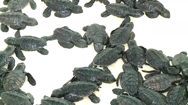 Pandemia limita o número de visitantes no oceanário de Aracaju