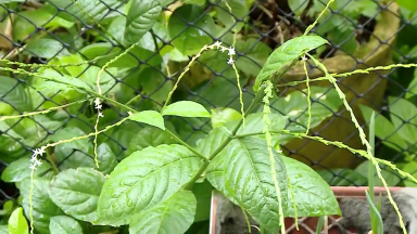Plantas comestíveis podem ser alternativas para a alimentação