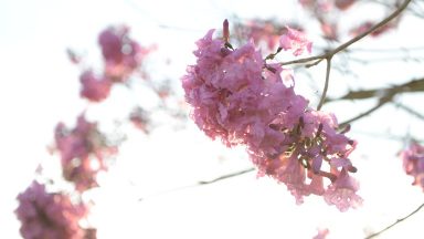 Estação das flores: meteorologista comenta a chegada da Primavera