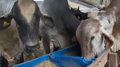 De acordo com o IBGE, rebanho bovino cresceu no Brasil