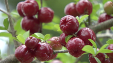 Acerola agrada consumidores e oferece muitos benefícios