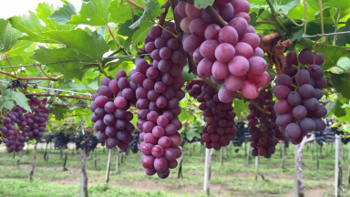 Pesquisadores da Embrapa lançam uvas com sabor de Tutti-frutti