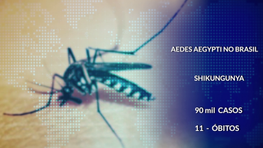 Com o verão chegando aumenta a preocupação contra o Aedes Aegypti