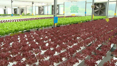 Aumenta o consumo de produtos orgânicos no Brasil