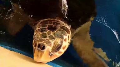 Tartarugas marinhas em Sergipe são atacadas por cães abandonados