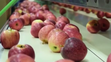 Brasil bate recorde na exportação de frutas em 2021