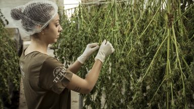 Professor comenta a liberação de produtos medicinais à base de Cannabis