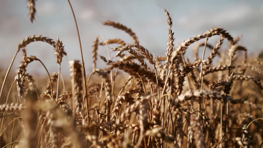 Guerra na Ucrânia aumenta preços dos alimentos e combustíveis no Brasil