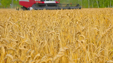 Guerra na Ucrânia pressiona os preços do trigo no mundo