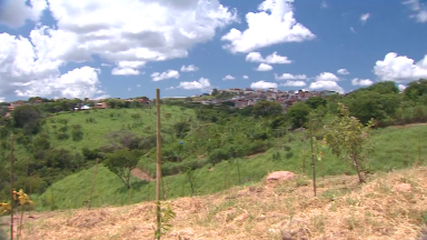 Agroflorestas urbanas ajudam a produção de alimentos em BH