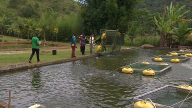 Produtores africanos chegam ao Brasil para aprender piscicultura