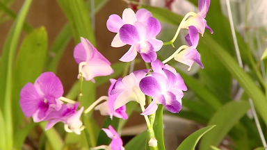 Holambra, capital das flores, desembarca com feira em Aracaju