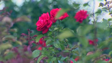 Produtores em Holambra estão otimistas com as vendas de flores