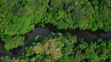 No Dia Nacional da Mata Atlântica, especialista fala sobre desmatamento