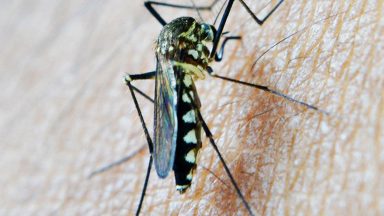 Saiba mais detalhes sobre Plano Nacional de Eliminação da Malária