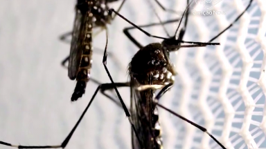 Ministério da Saúde está preocupado com aumento dos casos de dengue