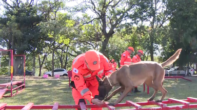 Bombeiros de MG realizam curso de busca e salvamento com cães
