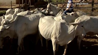 Dia do Pecuarista: conheça o trabalho de quem se dedica ao campo