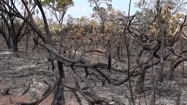 Um dos maiores biomas do Brasil, cerrado sofre com o clima seco