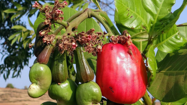 Produtores rurais celebram colheita recorde de caju