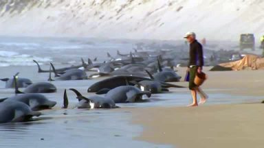 Na Austrália, 230 baleias são encontradas encalhadas à beira da praia
