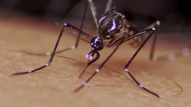Crescem os casos de doenças provocadas pelo 'Aedes Aegypti'