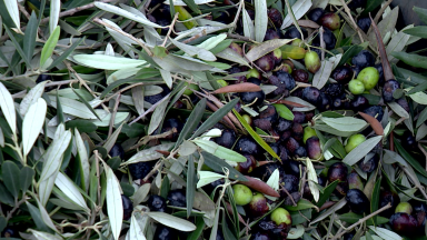 Colheita da azeitona em Portugal é uma marca cultural do país