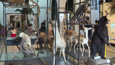 Museu de Zoologia da USP tem exposição fixa da fauna brasileira