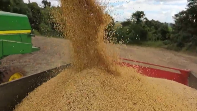 Produção brasileira de grãos aumenta, mas arroz pode ter queda