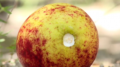 Mangaba, fruta típica do nordeste, corre risco de desaparecer