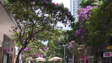 Conheça a Quaresmeira, árvore-símbolo de Belo Horizonte