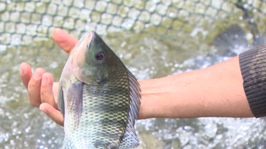 Comércio de peixes cresce no Brasil e tilápia se destaca