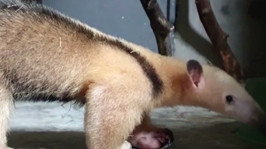 Zoológico de Belo Horizonte recebe duas tamanduás-mirins