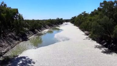 Drone mostra milhares de peixes mortos flutuando em rio australiano