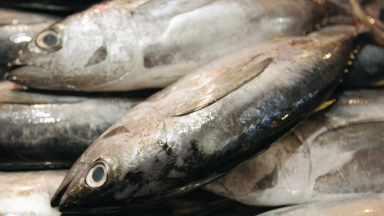 Reportagem mostra dicas para a compra do peixe da Semana Santa