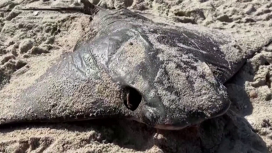 Arraias são encontradas mortas no Rio de Janeiro