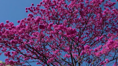 Temporada dos ipês decora as ruas de Belo Horizonte