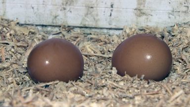 Segundo IBGE, ovos registram a maior alta na última década