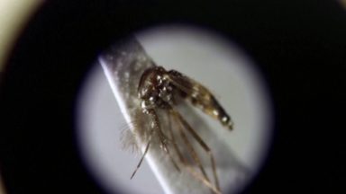 Casos de dengue registram aumento na cidade de São Paulo