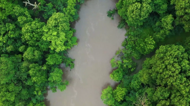 Dia da Amazônia alerta para as consequências da destruição da floresta