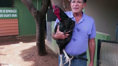 Agrônomo melhora genética de aves caipiras em Goiás