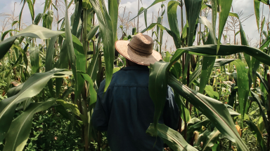 Vida no campo: cultivo da terra dá lições de respeito, sustentabilidade e fé